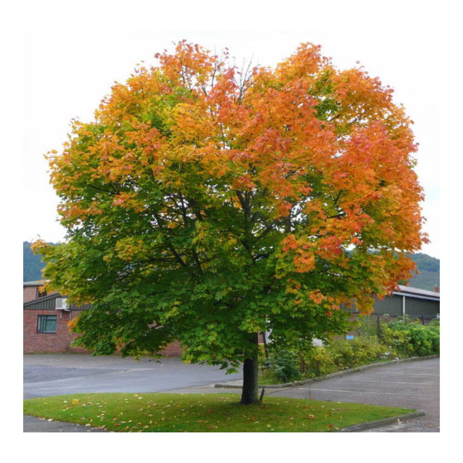 Norway Maple Tree Seeds - Organic & Non-GMO - 20 Seeds